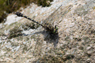 Onychogomphus forcipatus